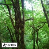 Athyrium